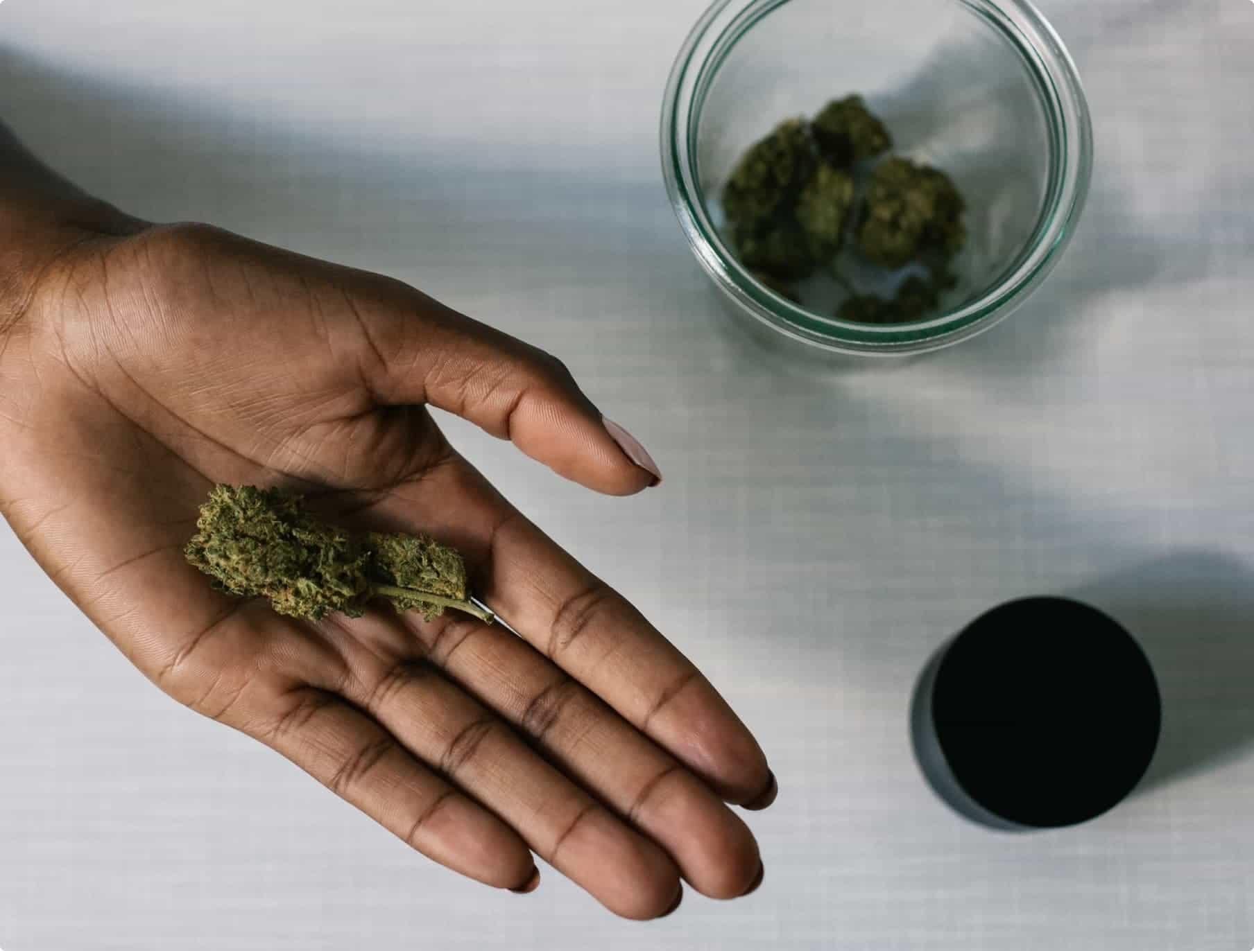 Dried cannabis in a woman's outstretched hand